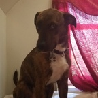 angelpuppy avatar