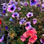 angelri0tt profile picture