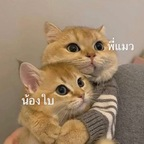 babycatcouple avatar