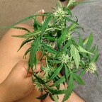 stickysweetness profile picture